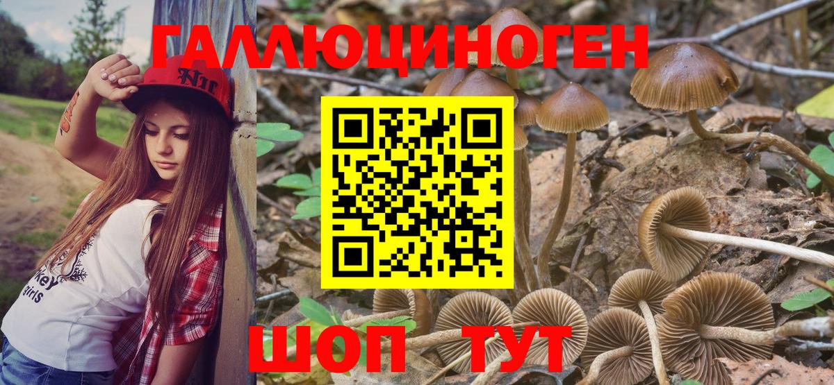 Галлюциногенные грибы Psilocybe Городец
